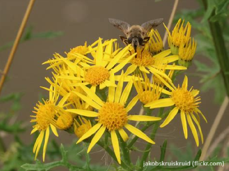 Gebieden mijden waar allergene of toxische planten voorkomen