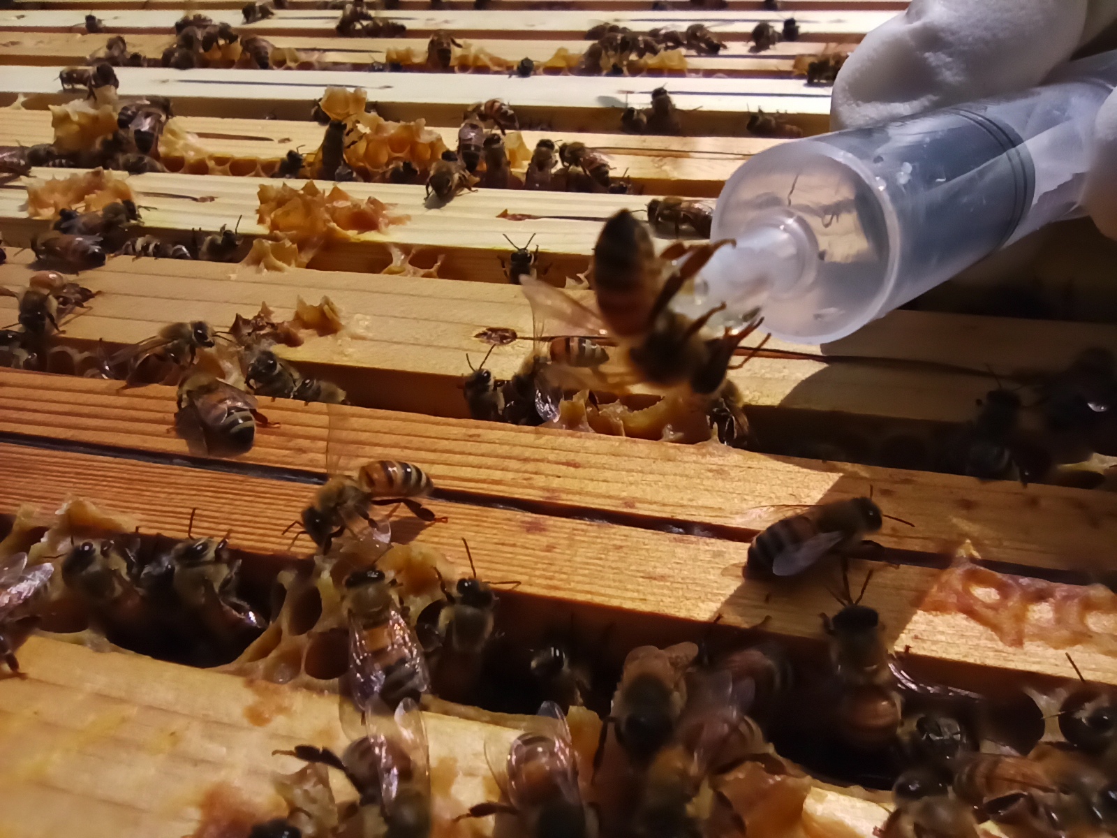 Identificare il momento migliore per i trattamenti contro la varroa in base alle aree climatiche nazionali