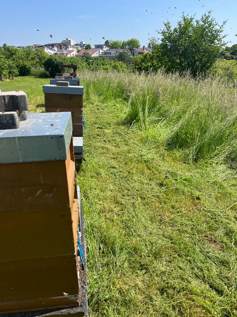 Vermeiden von Hindernissen für die Bienen (z. B. hohes Gras/Schnee vor dem Eingang des Bienenstocks)