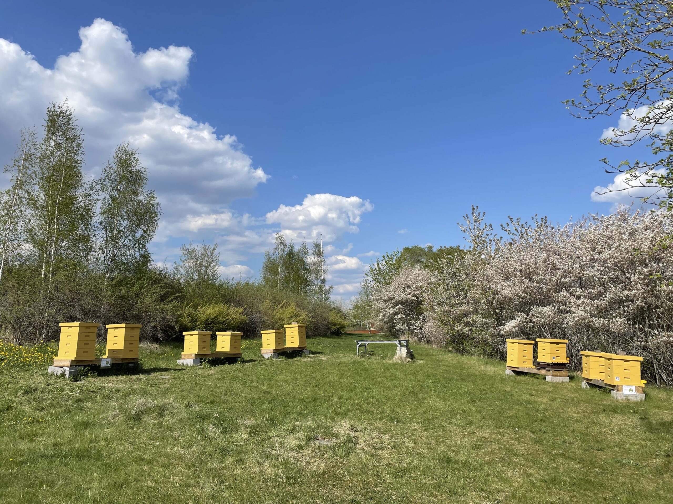 Lämplig placering av bikupan i bigården