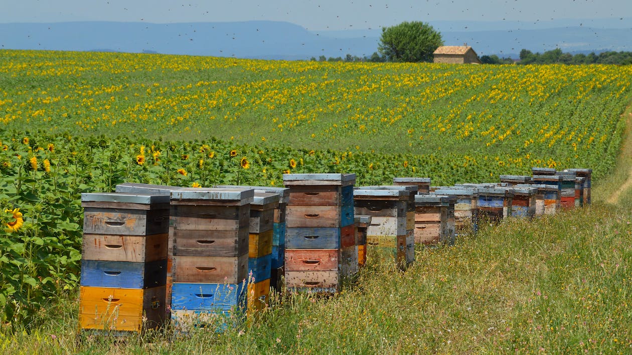 Eine angemessene Anzahl von Bienenstöcken