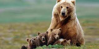 Zaščita stojišča pred medvedi