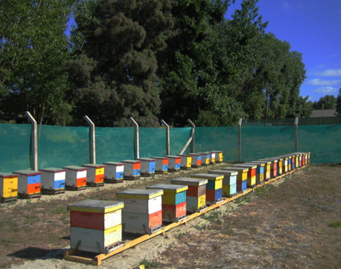 Haltung einer angemessenen Anzahl von Bienenstöcken