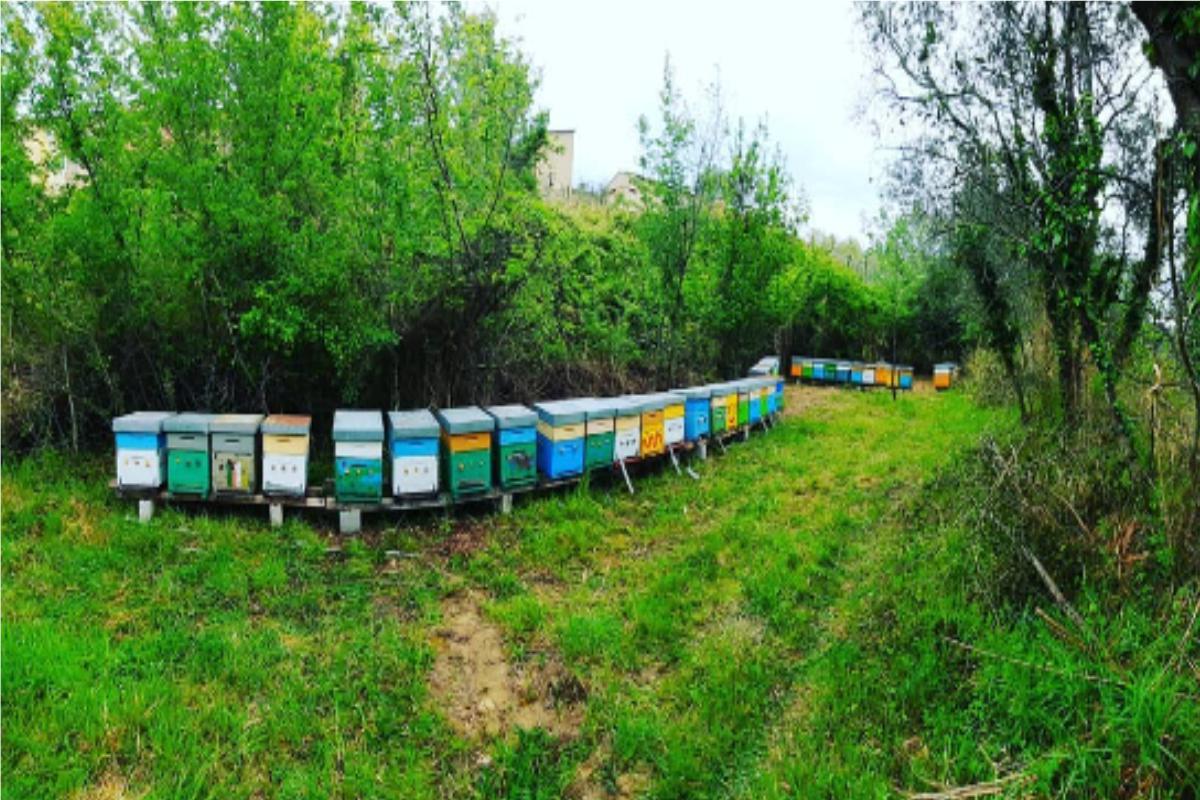 Vermeiden von Hindernissen für die Bienen (z. B. hohes Gras/Schnee vor dem Eingang des Bienenstocks)