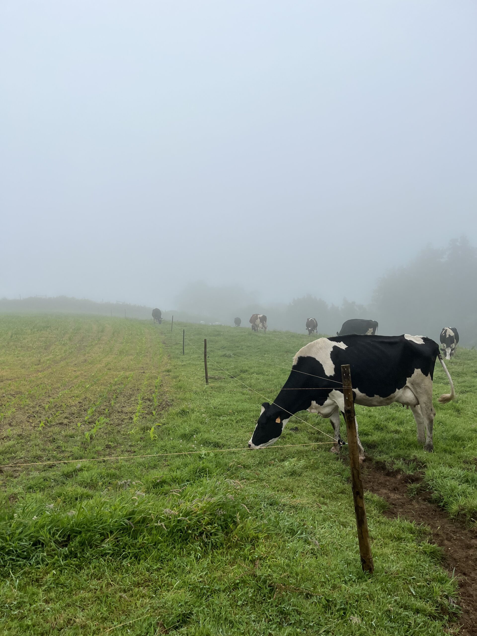 Területek elkerülése ahol szignifikánsan nagy mennyiségű allergén vagy mérgező növény található