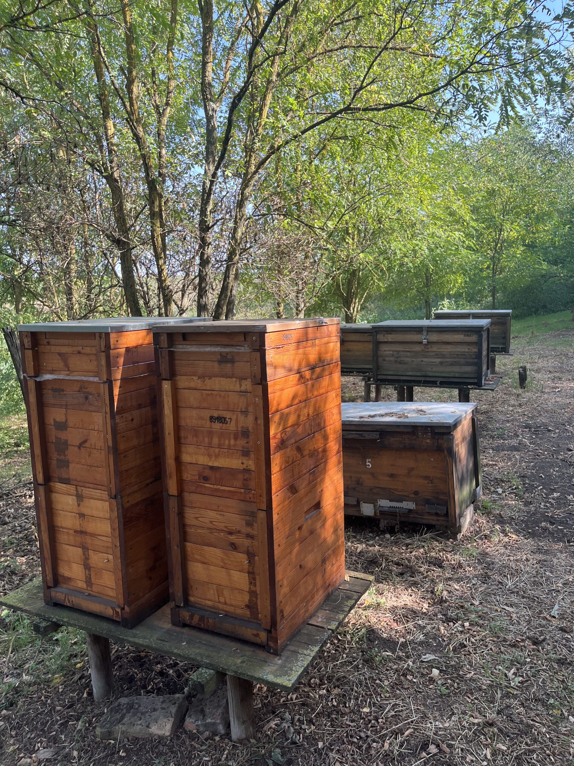 Errichtung eines Bienenstocks