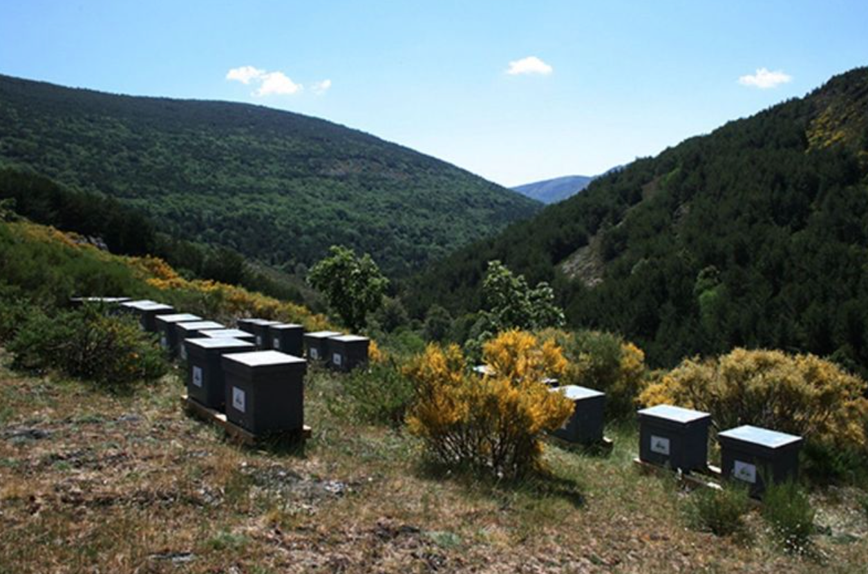 Evitar áreas con plantas alergénicas o tóxicas presentes en cantidades significativas