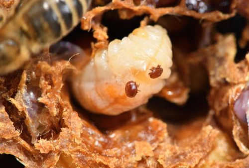 Monitorizar y mantener el número de ácaros de varroa por debajo del umbral nocivo