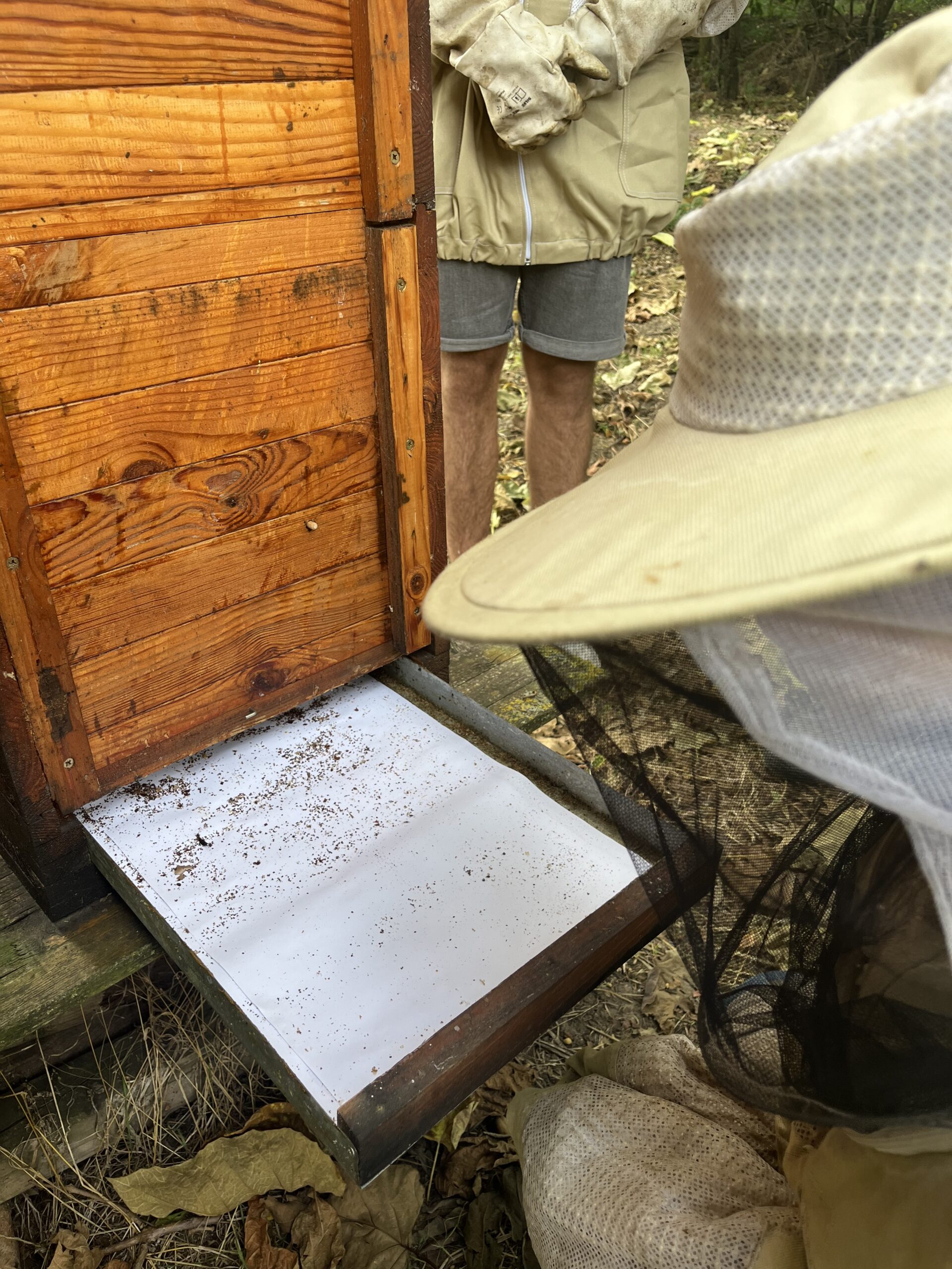 A varroa-fertőzöttség felmérése a méhészeti szezonban