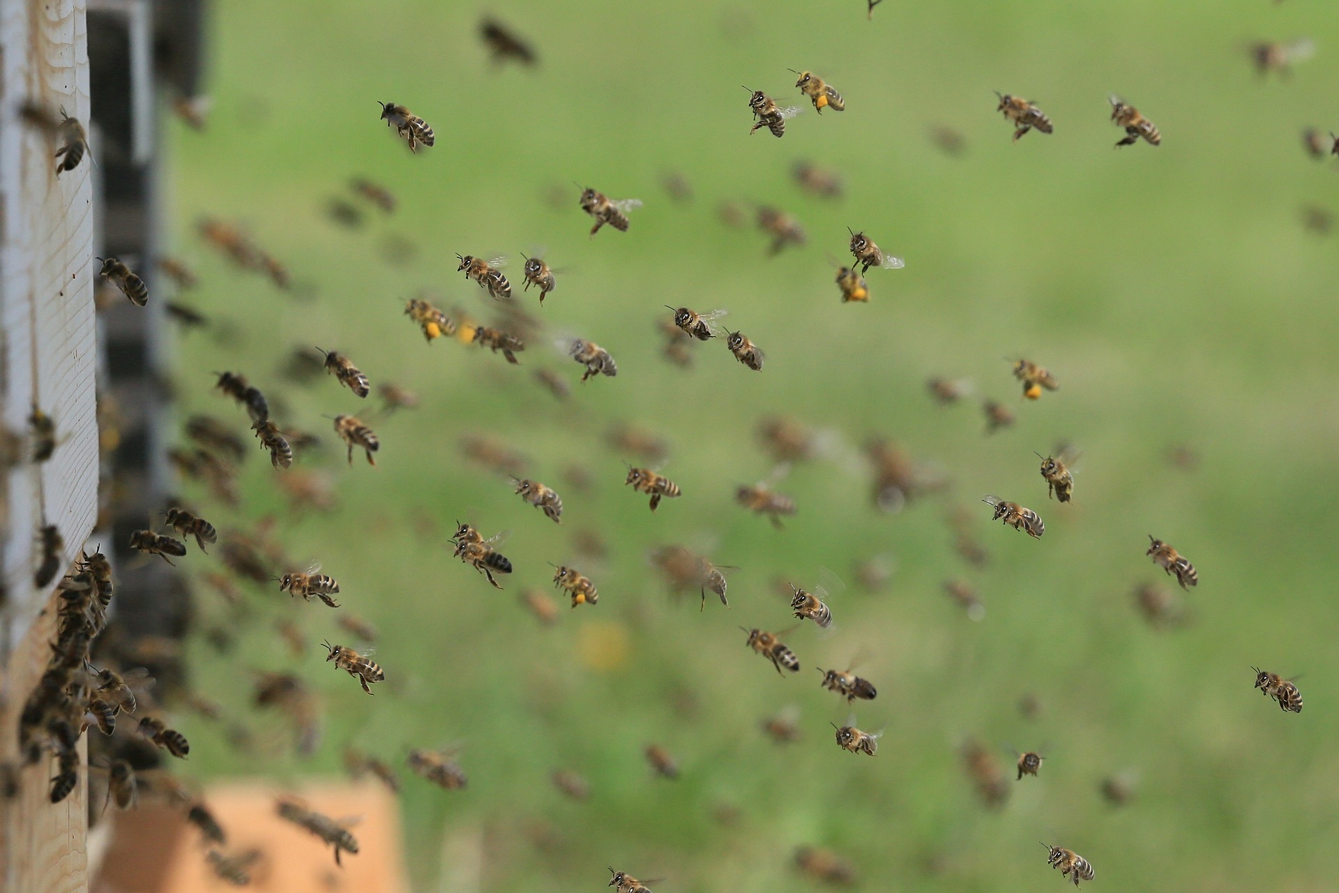 Evitare ostacoli per le api
