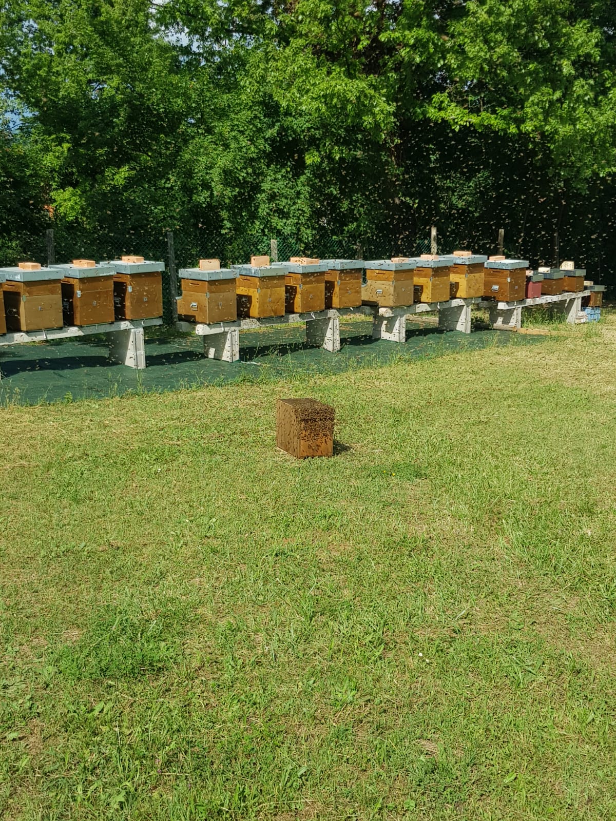 Halten einer angemessenen Anzahl von Bienenstöcken