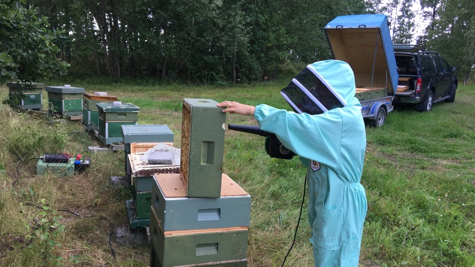 Placera bigårdar i ett område som är tillgängligt för fordon