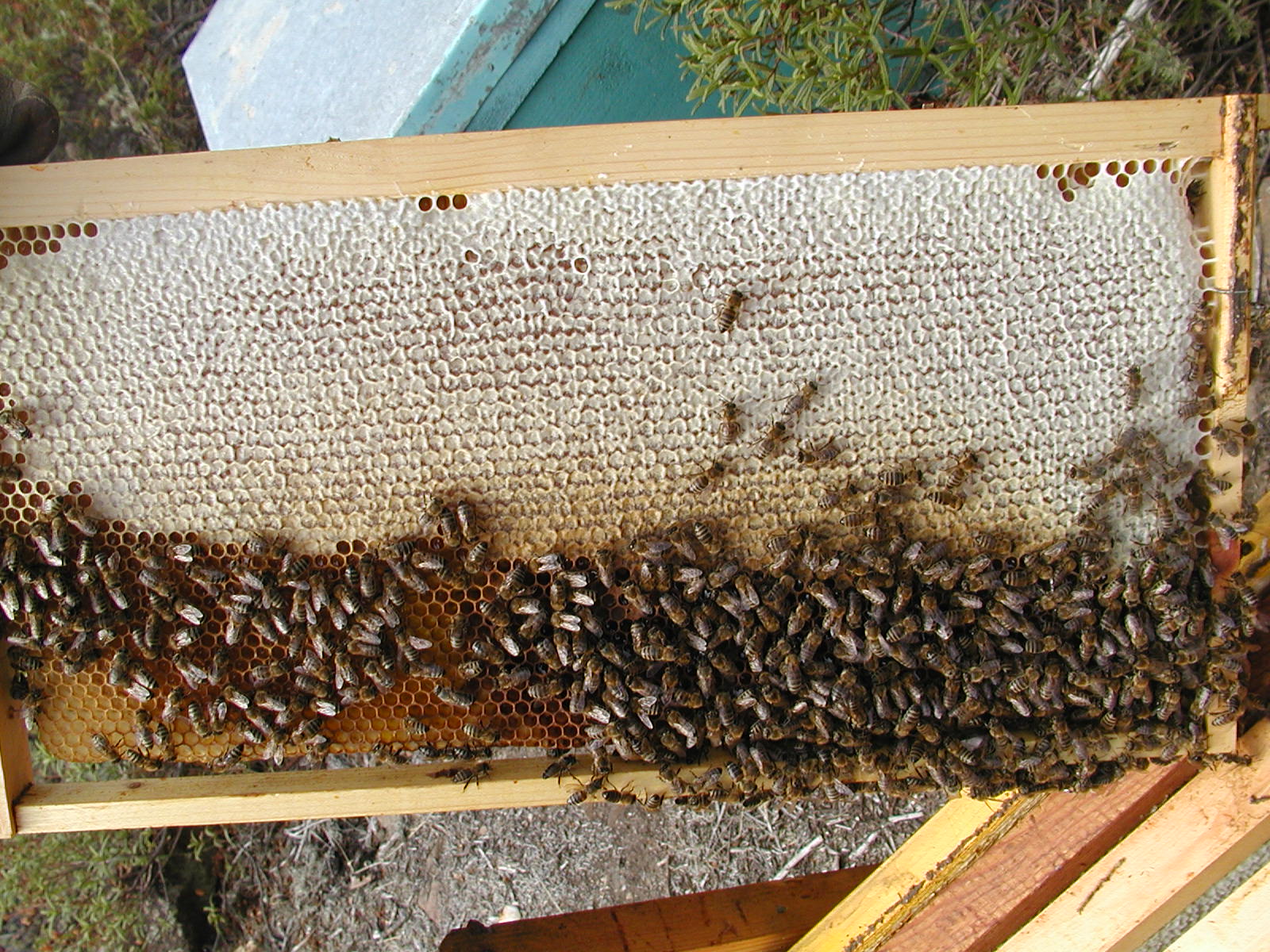 Aufsetzen von Honigräumen